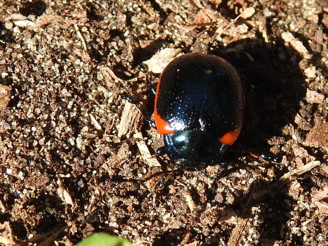 Chrysolina rossia - trapézhátú szegélyeslevelész