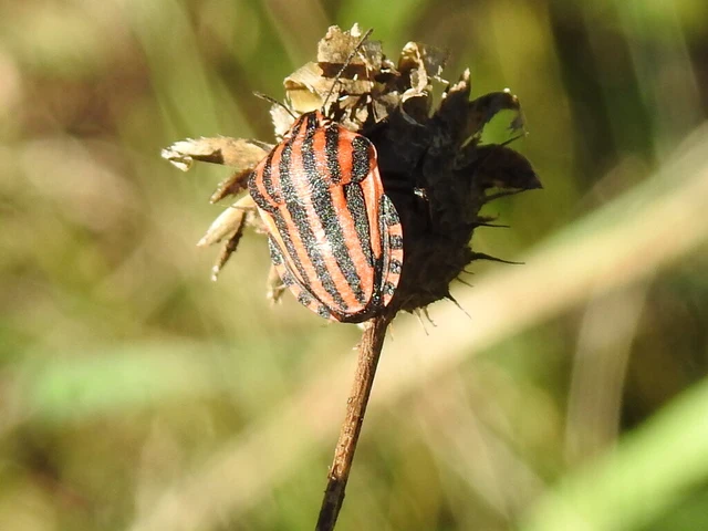 Graphosoma italicum - csíkos pajzsospoloska