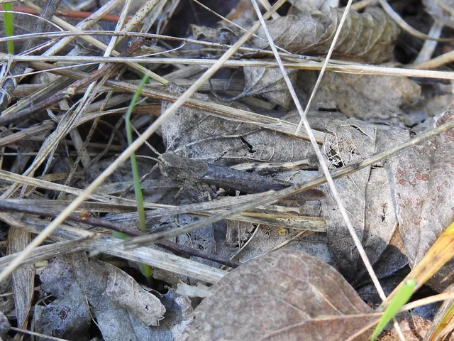 Chorthippus (Glyptobothrus) (subgenus)