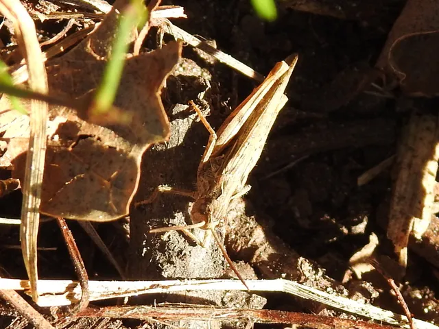 Chorthippus (Glyptobothrus) (subgenus)