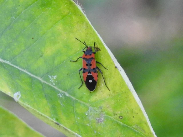 Lygaeus equestris/simulans