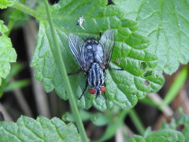 Sarcophagidae - húslégyfélék
