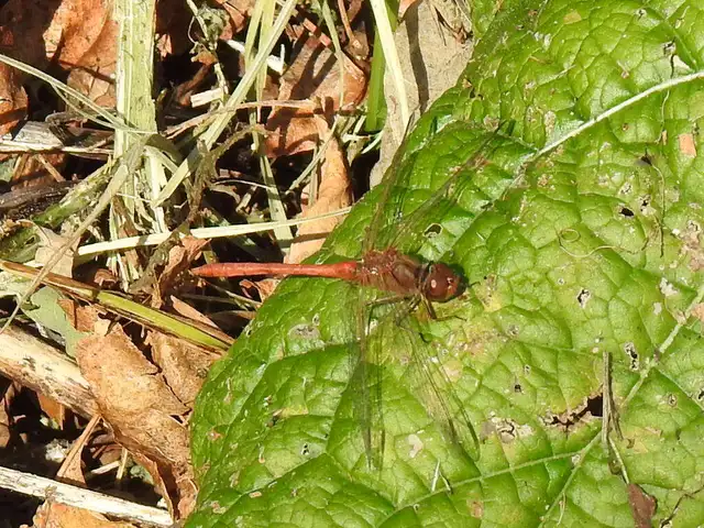 Sympetrum meridionale - fakó katona-szitakötő