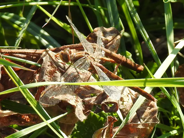 Sympetrum meridionale - fakó katona-szitakötő