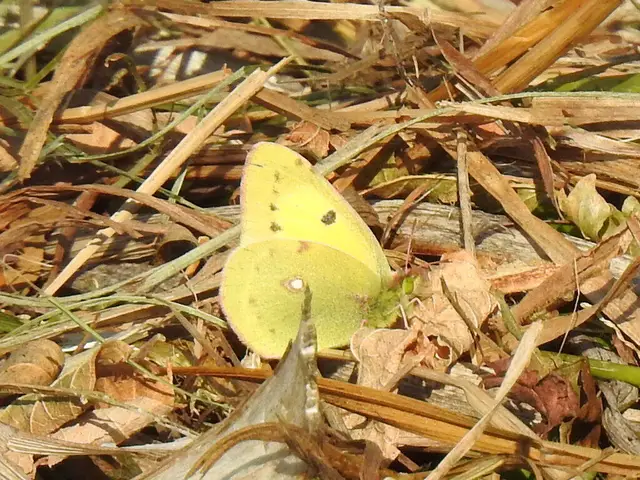Colias erate - csángó-kéneslepke