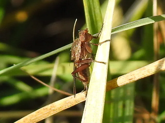 Sciomyzidae - szarvaslégyfélék