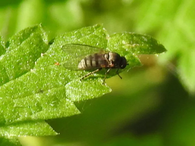 Platypezidae - kormoslegyek