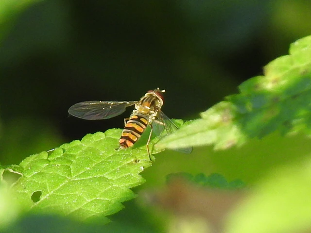 Episyrphus balteatus - ékfoltos zengőlégy