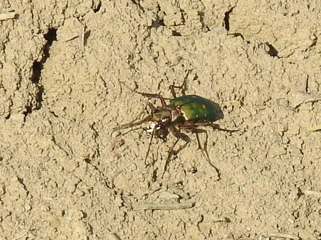 Cicindela campestris - mezei homokfutrinka