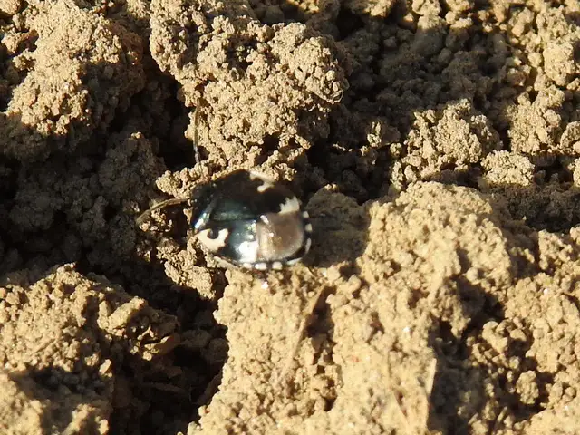 Tritomegas
