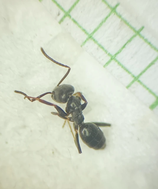 Tapinoma erraticum - kóborhangya