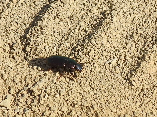 Harpalus distinguendus - mezei lomhafutó