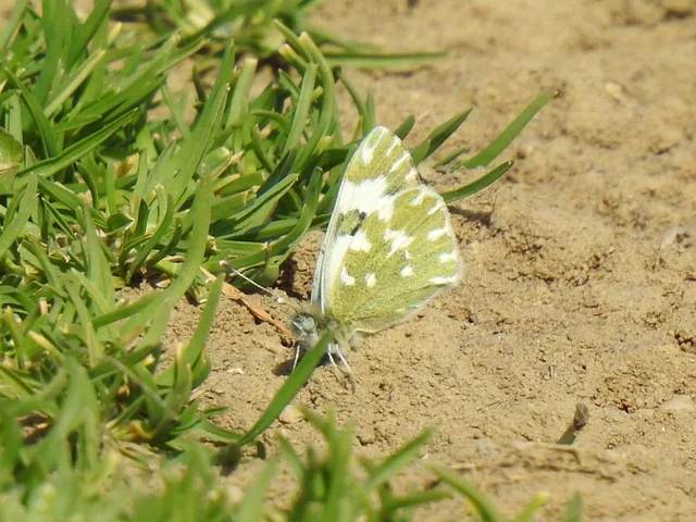 Pontia edusa - rezedalepke
