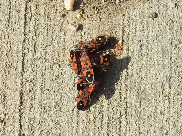 Lygaeus equestris/simulans