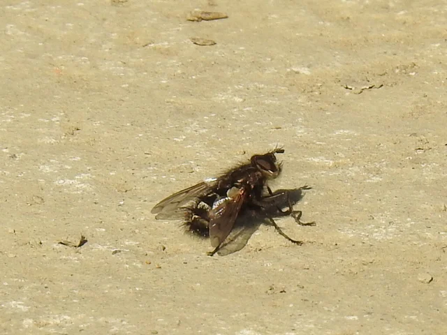Tachinidae - fürkészlegyek