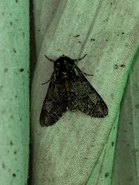 Biston strataria - barnapettyes araszoló