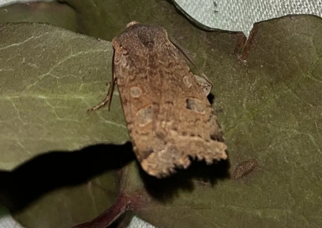 Conistra erythrocephala - vörösfejű őszibagoly