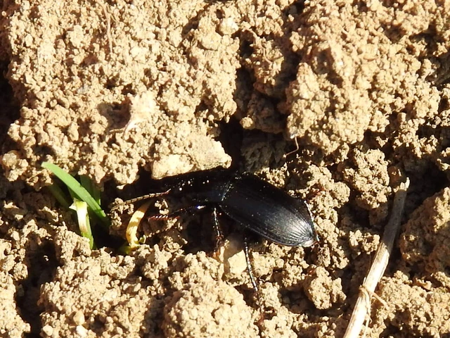 Harpalus distinguendus - mezei lomhafutó