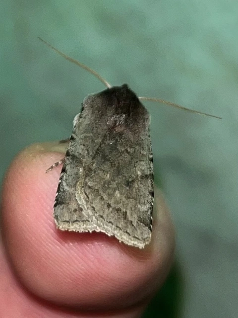 Cerastis rubricosa - vörhenyes tavaszibagoly