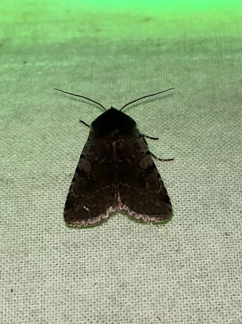 Cerastis rubricosa - vörhenyes tavaszibagoly