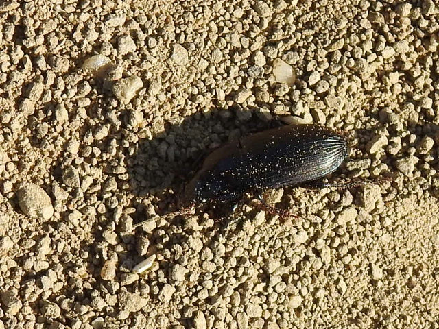 Harpalus distinguendus - mezei lomhafutó