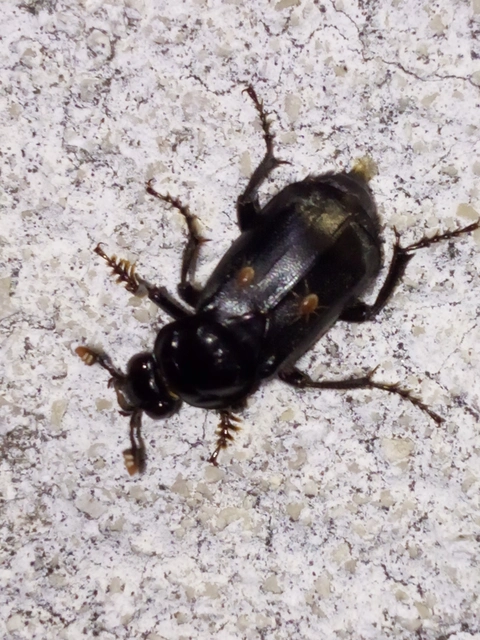 Nicrophorus humator - fekete temetőbogár