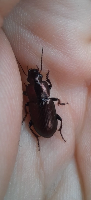 Harpalus distinguendus - mezei lomhafutó