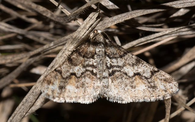 Agriopis leucophaearia - tölgy-tavasziaraszoló