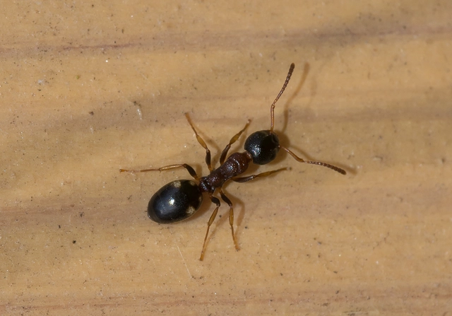 Dolichoderus quadripunctatus - négypettyes erdeihangya