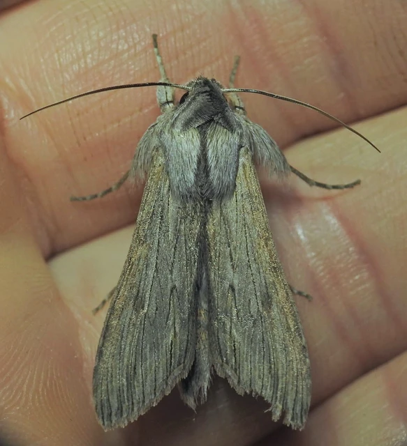 Cucullia chamomillae - székfű-csuklyásbagoly