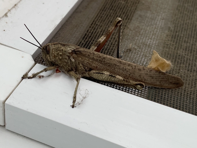 Anacridium aegyptium - egyiptomi sáska