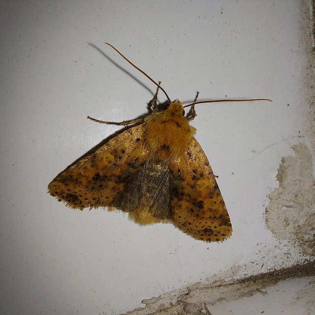 Conistra rubiginea - vörös őszibagoly