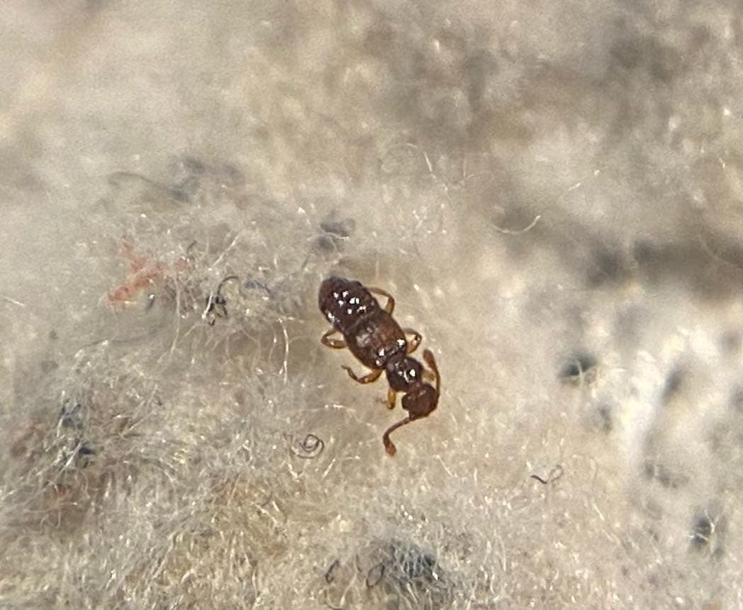 Euplectus nanus
