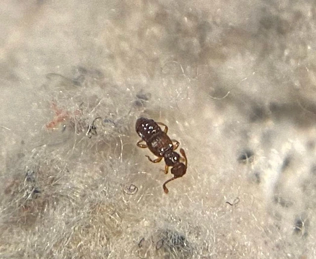 Euplectus nanus
