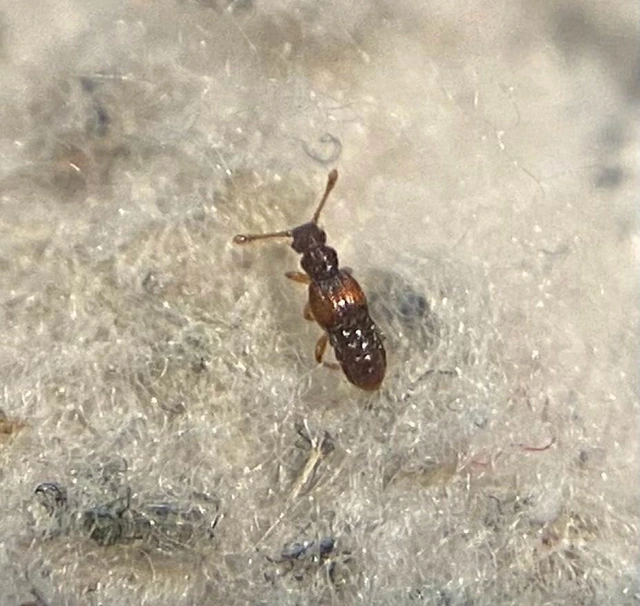 Euplectus nanus