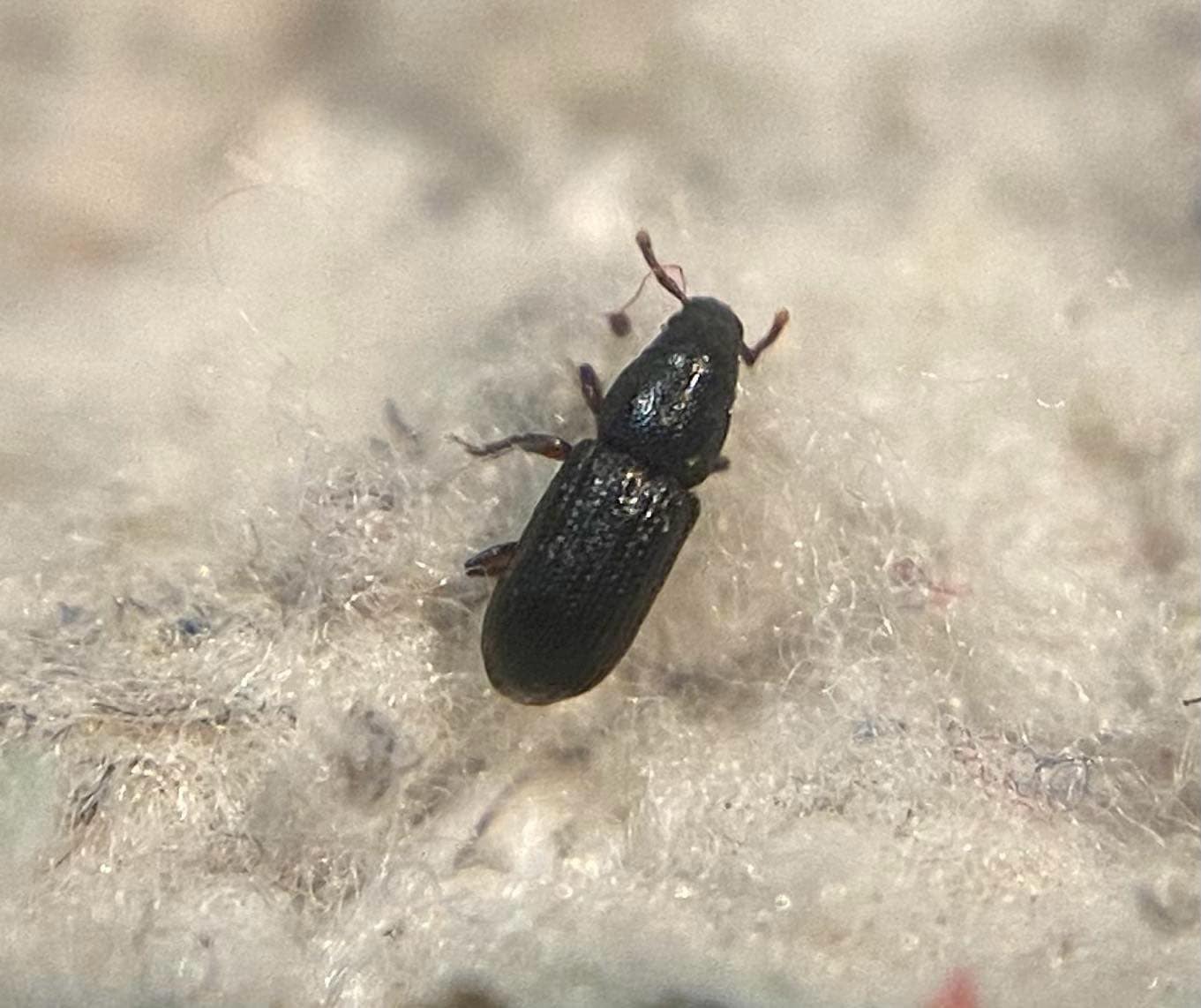 Rhyncolus punctatulus - pontozott szúormányos
