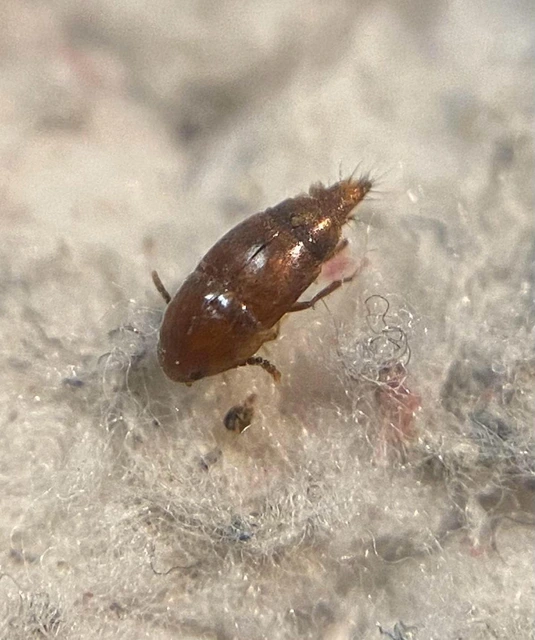 Sepedophilus transcaspicus Sepedophilus transcaspicus