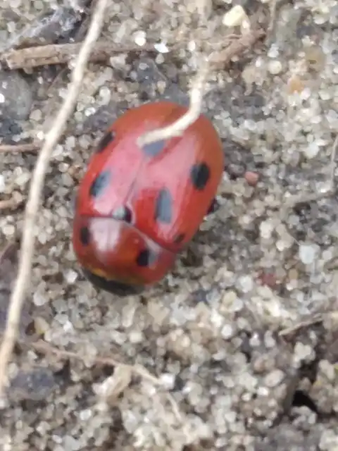 Gonioctena fornicata - közönséges lucernabogár