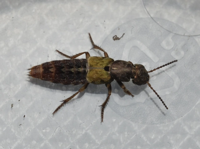 Abemus chloropterus - ékes holyva
