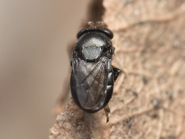Ephydridae - vízilegyek