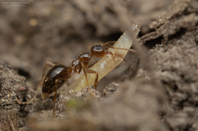 Prenolepis nitens - ragyogóhangya