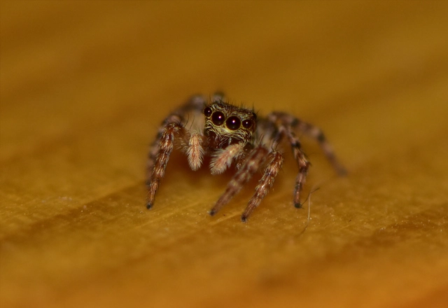 Pseudeuophrys lanigera - szobai ugrópók