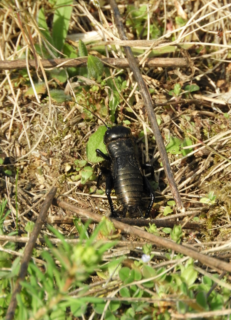 Gryllus campestris - mezei tücsök
