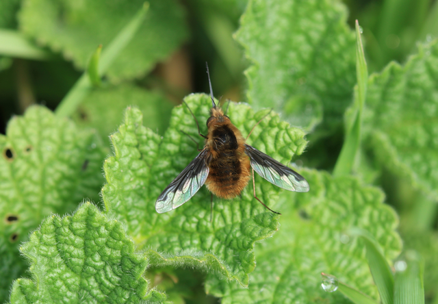 Bombylius major - szegélyes pöszörlégy