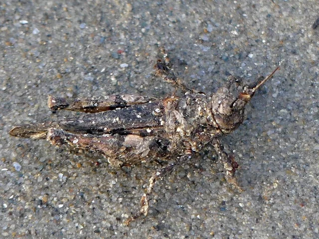 Acrotylus insubricus - önbeásósáska