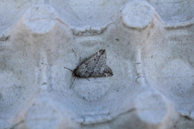 Alsophila aescularia - vadgesztenye-araszoló