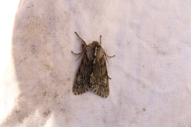 Brachionycha nubeculosa - zömök fésűsbagoly