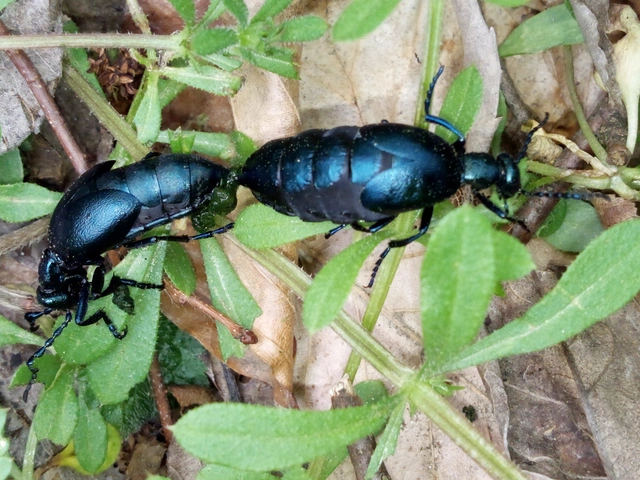 Meloe violaceus - kék nünüke