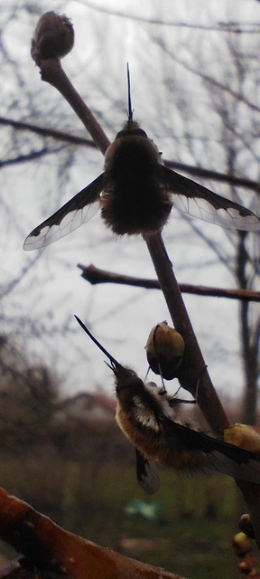 Bombylius major - szegélyes pöszörlégy