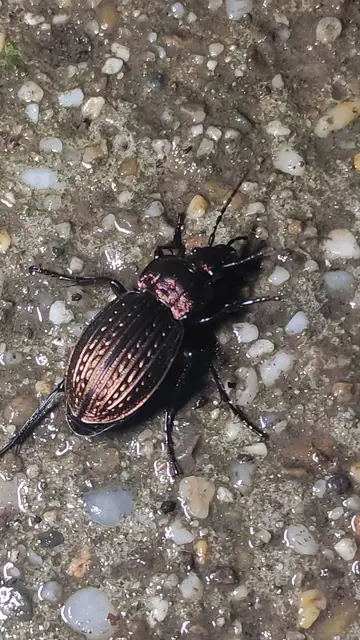 Carabus ulrichii - rezes futrinka Carabus ulrichii - rezes futrinka